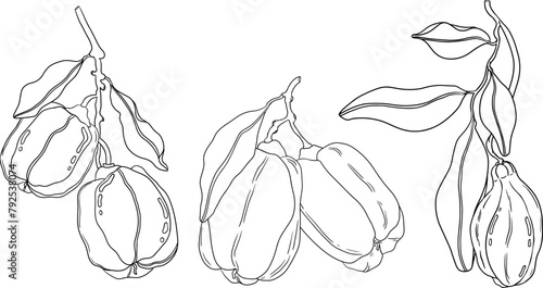Hand drawn line Ackee, Blighia sapida or achee, medicinal plant. Vector plant Illustration on white Background for coloring pages, label, poster, print
