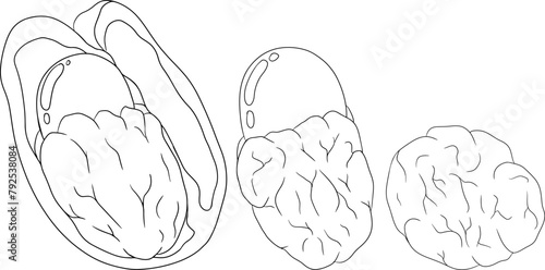 Hand drawn line Ackee, Blighia sapida or achee, medicinal plant. Vector plant Illustration on white Background for coloring pages, label, poster, print
 photo