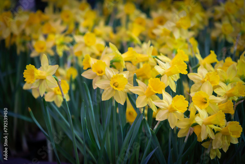 Amazing Yellow Daffodils flower field in the morning sunlight. The perfect image for spring background, flower landscape.