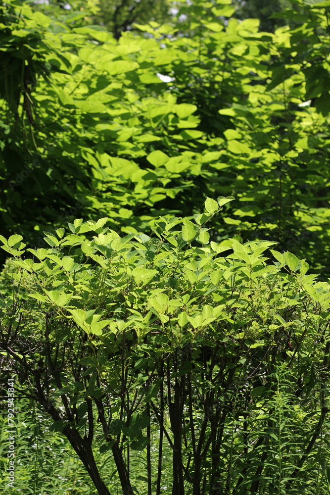 green background green background