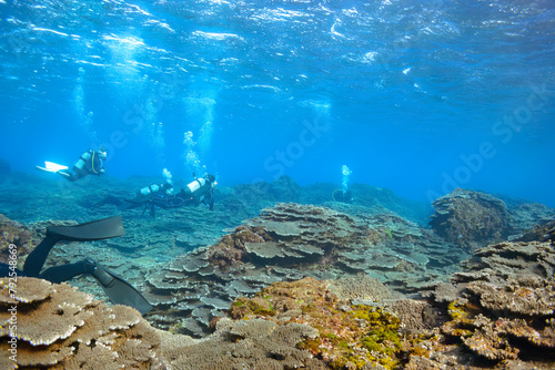                                                                                                                                                                                                                           2020   2                    Scuba divers swim through a huge coral colony.  Sokodo Beach  a skin diving point. Izu Islands  Tokyo. Japan  