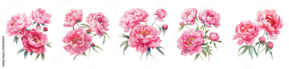 Peony pink flowers watercolor isolated on white background. Set of beautiful flower for wedding and invitation vector illustration