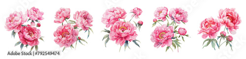 Peony pink flowers watercolor isolated on white background. Set of beautiful flower for wedding and invitation vector illustration