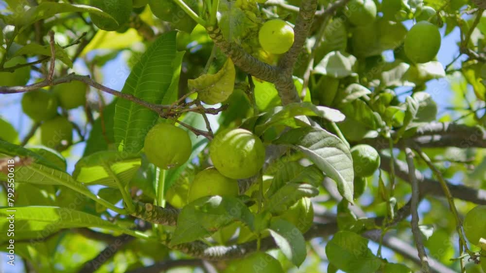 Luscious lemons hanging on a tree in bright sunlight in 4k slow motion 120fps Luscious lemons hanging on a tree in bright sunlight in 4k slow motion 120fps
