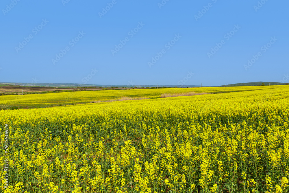 Rapeseed harvest on the field. Rapeseed is a type of herbaceous plant of the Cabbage genus, yellow in color against a blue sky.