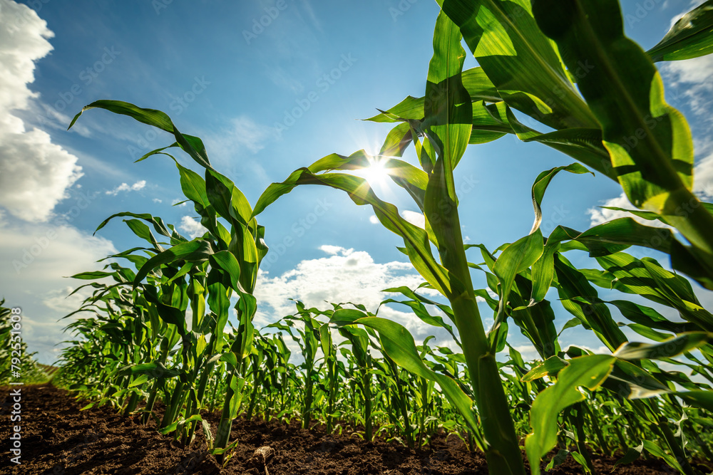 Vibrant green corn plants growing in rich soil under a blue sky with fluffy clouds - obrazy, fototapety, plakaty 