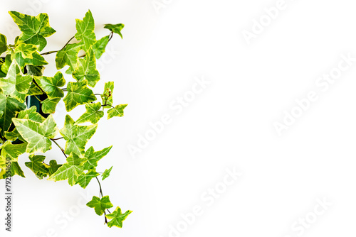 Hedera variegata plant with shoots, green variegata small leaves curls on a white background with space for text
