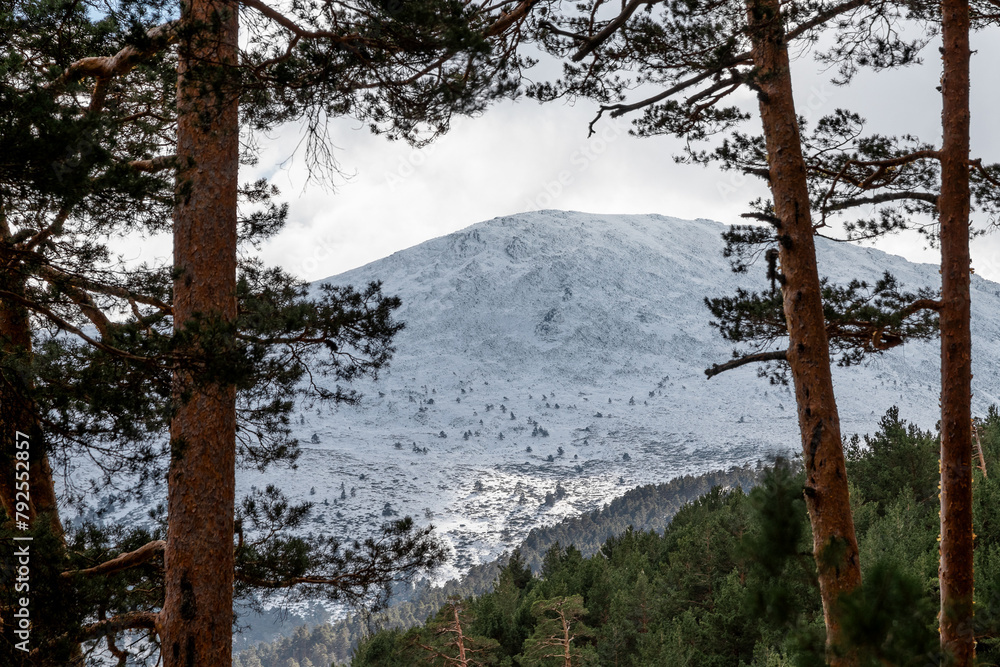 Snowy mountain seen through trees in natural landscape Snowy mountain seen through trees in natural landscape