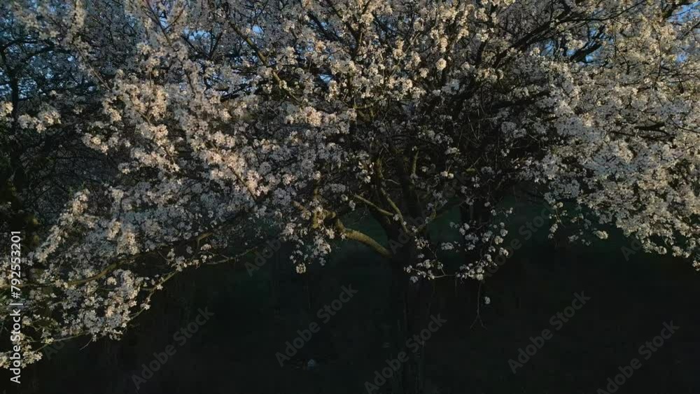 Flowers in spring, white tree Flowers in spring, white tree
