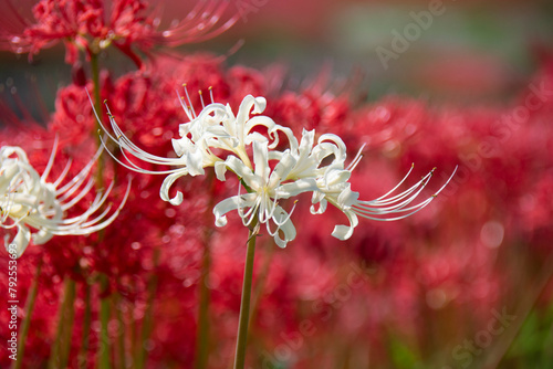白の曼珠沙華