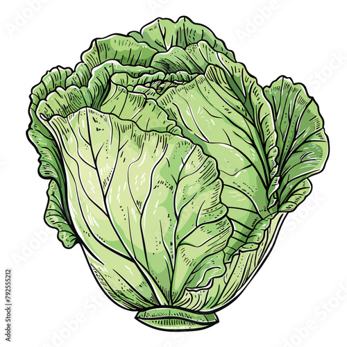 Fresh chinese cabbage isolated on white background. Vector hand drawn illustration.