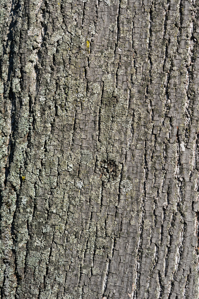 Obraz premium Silver lime bark detail