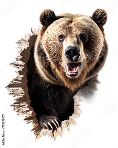A big brown bear destroys the wall and looks outside. Grizzly bear head.	 photo