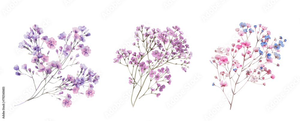 A branch of a gypsophila flower on a transparent background. Delicate, fragile and airy pink-blue small flowers on thin green stems. An element for modern romantic flower arrangements and bouquets A branch of a gypsophila flower on a transparent background. Delicate, fragile and airy pink-blue small flowers on thin green stems. An element for modern romantic flower arrangements and bouquets