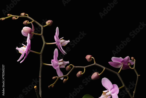 Blooming branches of a pink orchid with a dark backdrop