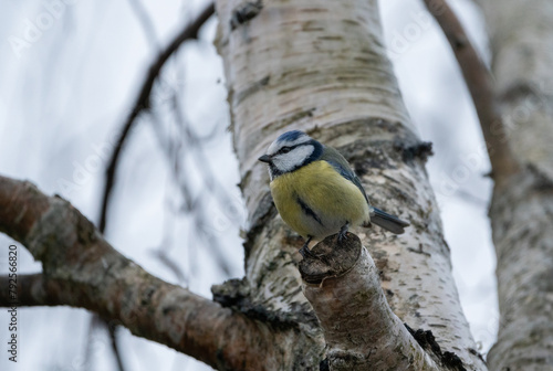 A cute blue tit perching on a branch near Stockholm, Sweden
