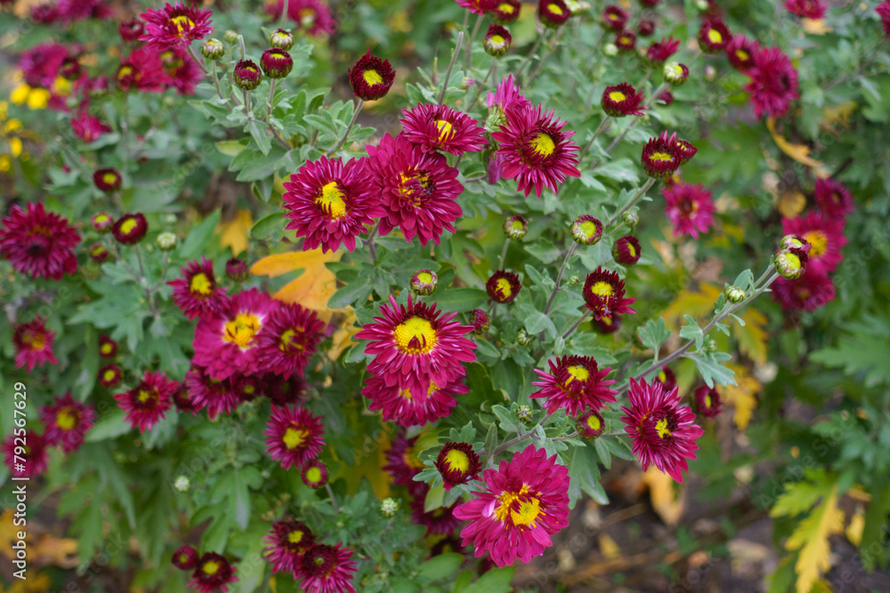 Buds and magenta and yellow flowers of Chrysanthemums in November