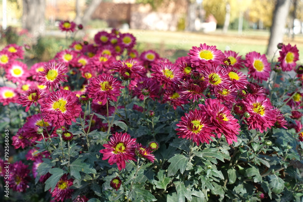 Numerous pink and yellow flowers of Chrysanthemums in mid November Numerous pink and yellow flowers of Chrysanthemums in mid November