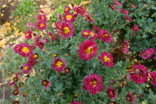 Ruby pink and yellow flowers of Chrysanthemums in November