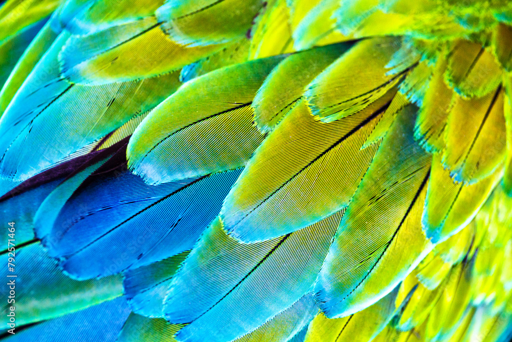 Obraz premium Macaw wings. Thé stunning beauty of nature.Vivid, intensive blue and yellow colored feather structure of large amazonian Scarlet Macaw parrot, Wildlife photography,