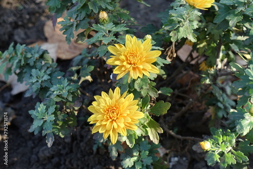 Amber yellow Chrysanthemums with two flowers in October