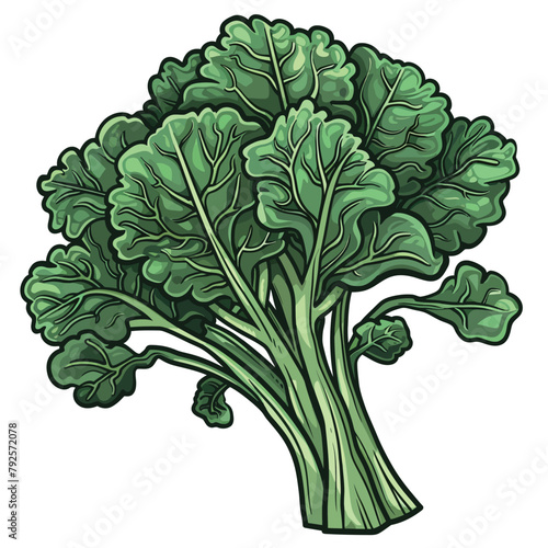 Illustration of a fresh green chinese kale on a white background