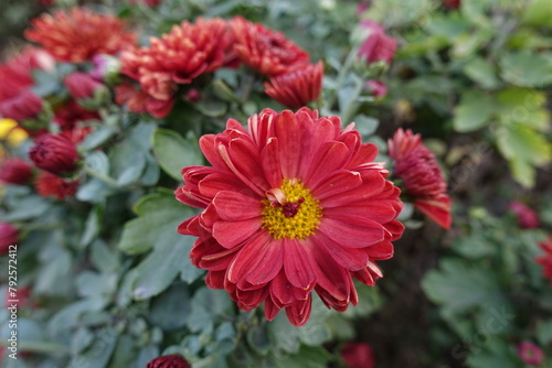 Close shot of red and yellow flower of Chrysanthemum in mid October photo