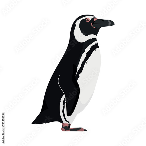  Spheniscus magellanicus - Magellanic penguin seen in Lateral view isolated photo