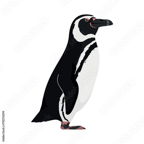  Spheniscus magellanicus - Magellanic penguin seen in Lateral view isolated