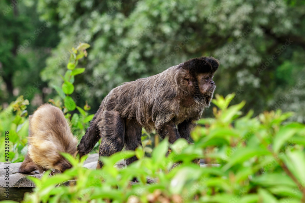 Obraz premium Funny monkeys.Beautiful portrait of capuchin wild monkey sitting on tree in jungle.Two funny monkeys view.