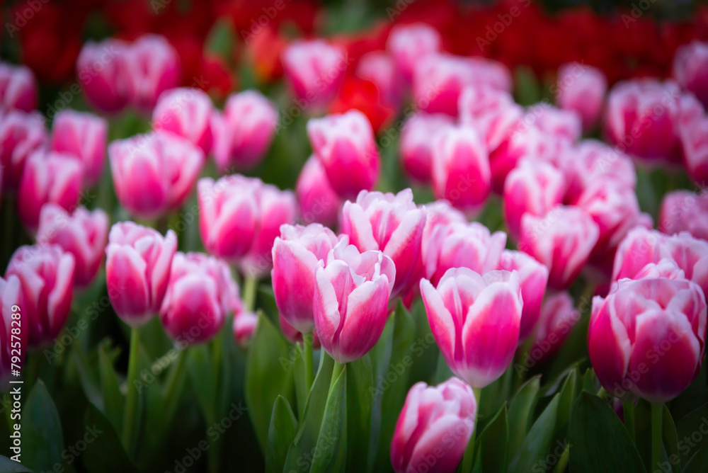 Field of multicolored tulips close-up as a concept of holiday and spring. Lawn with flowers with space for text and copy space. Tulip Festival in the Netherlands. Field of multicolored tulips close-up as a concept of holiday and spring. Lawn with flowers with space for text and copy space. Tulip Festival in the Netherlands.