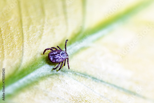 Tick, Ixodida, on the leaf.Adult female tick - Ixodes ricinus.Carrier of infectious diseases as encephalitis or Lyme borreliosis. photo