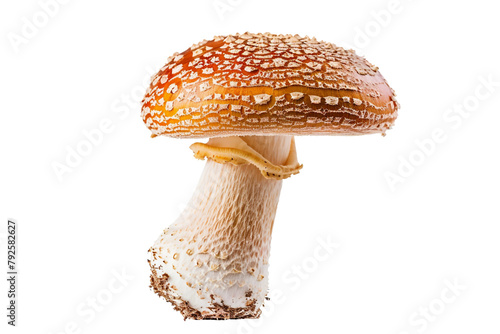 Mushroom Diversity on Transparent Background