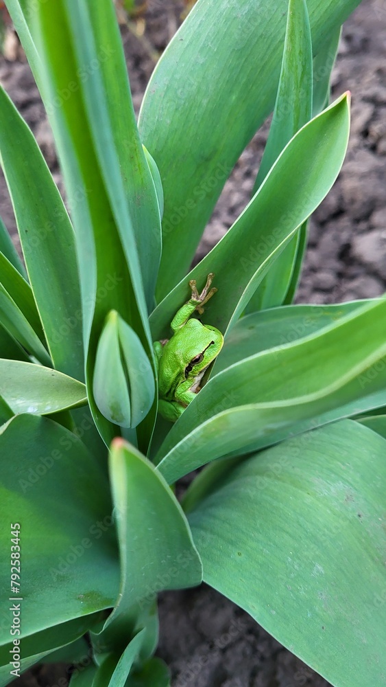 Green frog in a flower Green frog in a flower