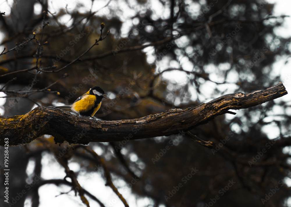 Naklejka premium yellow bird on a branch