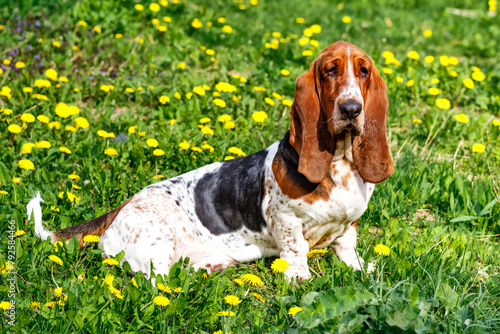 Basset hound on the grass with flowers.. The dog has long ears and sad eyes. Breed of hounds, bred in England. © bukhta79
