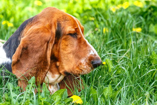 Basset hound on the grass with flowers.. The dog has long ears and sad eyes. Breed of hounds, bred in England. © bukhta79