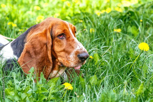 Basset hound on the grass with flowers.. The dog has long ears and sad eyes. Breed of hounds, bred in England.