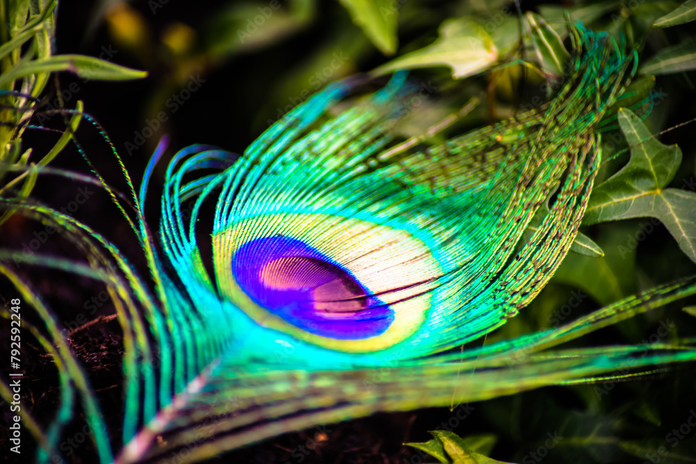 Naklejka premium Eine Pfaufeder liegend im Gras