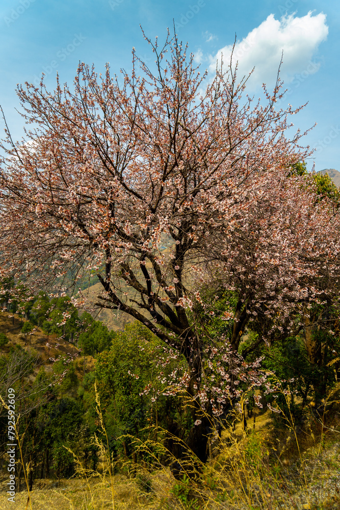 Cherry blossom, or sakura, in the Himalayan region of Uttarakhand, India. Cherry blossom, or sakura, in the Himalayan region of Uttarakhand, India.