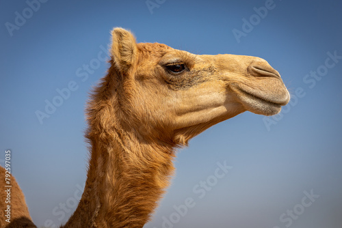 Dromedary camel head (Camelus dromedarius) in profile against blue sky, Digdaga Farm, United Arab Emirates. photo