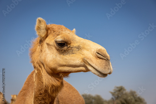 Dromedary camel head (Camelus dromedarius) profile against blue sky, Digdaga Farm, United Arab Emirates.