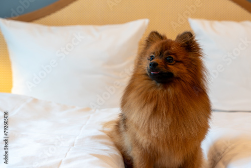 A red Spitz dog lies on a large bed in a bright hotel room. Spitz dog resting on the bed of a hotel room.