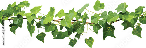 Vector Illustration of Green Leaves from Javanese Treebine or Grape Ivy Cissus spp. on White Background.