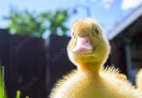 A little duck with a funny face. Portrait of a duckling.