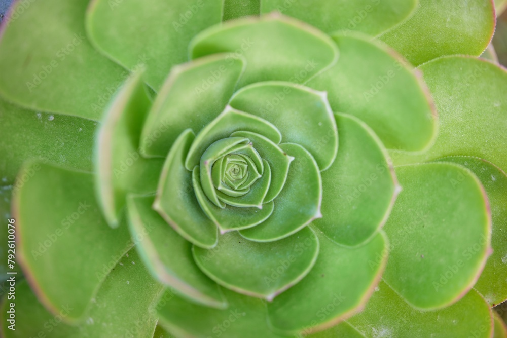 succulent plant in bloom in the vase succulent plant in bloom in the vase