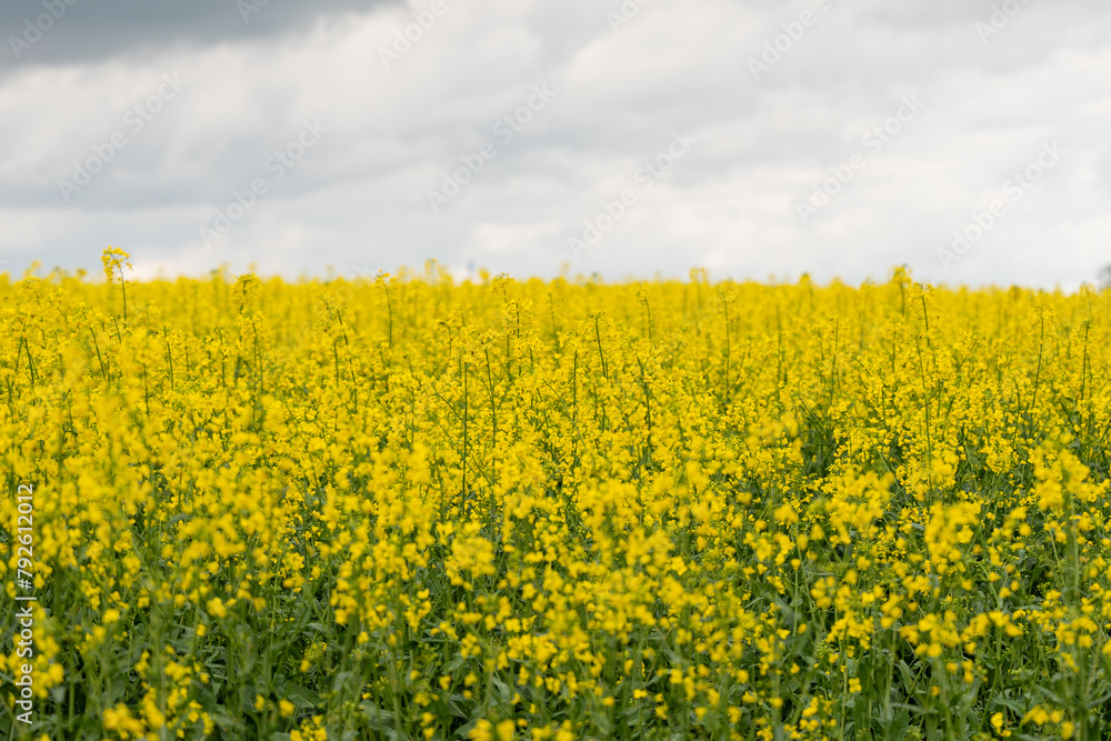 Yellow rapeseed field on a cloudy day. Rapeseed field in bloom. Yellow rapeseed field on a cloudy day. Rapeseed field in bloom.