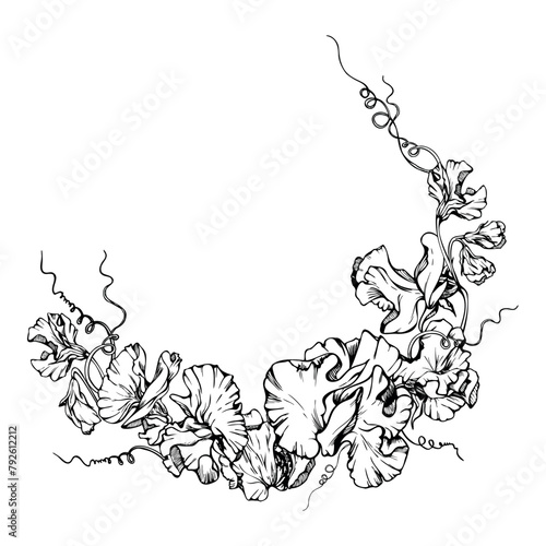 Hand drawn vector graphic ink illustration botanical flowers leaves. Sweet everlasting pea, vetch bindweed legume tendrils. Circle wreath isolated white background. Design wedding cards, floral shop