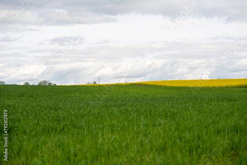 Yellow rapeseed field on a cloudy day. Rapeseed field in bloom.