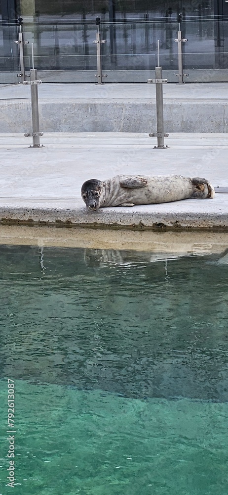 Fototapeta premium seal